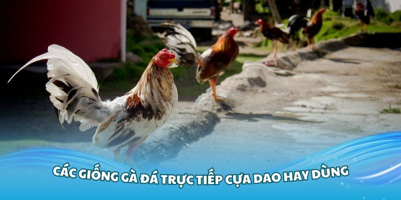 Hiểu rõ các giống gà đá trực tiếp cựa dao hay dùng nhiều