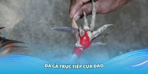 Đá Gà Trực Tiếp Cựa Dao – Bí Kíp Xem Chiến Kê Thể Hiện Chuẩn Nhất