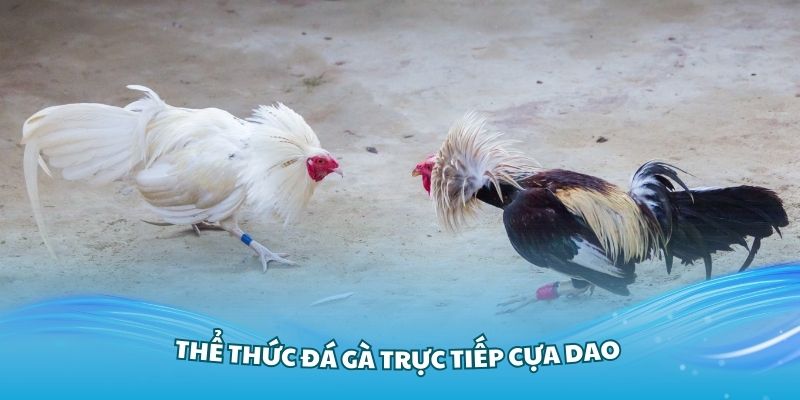 Tổng quan về thể thức đá gà trực tiếp cựa dao