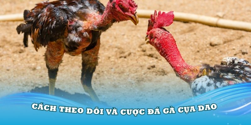 Cách theo dõi và cược đá gà cựa dao